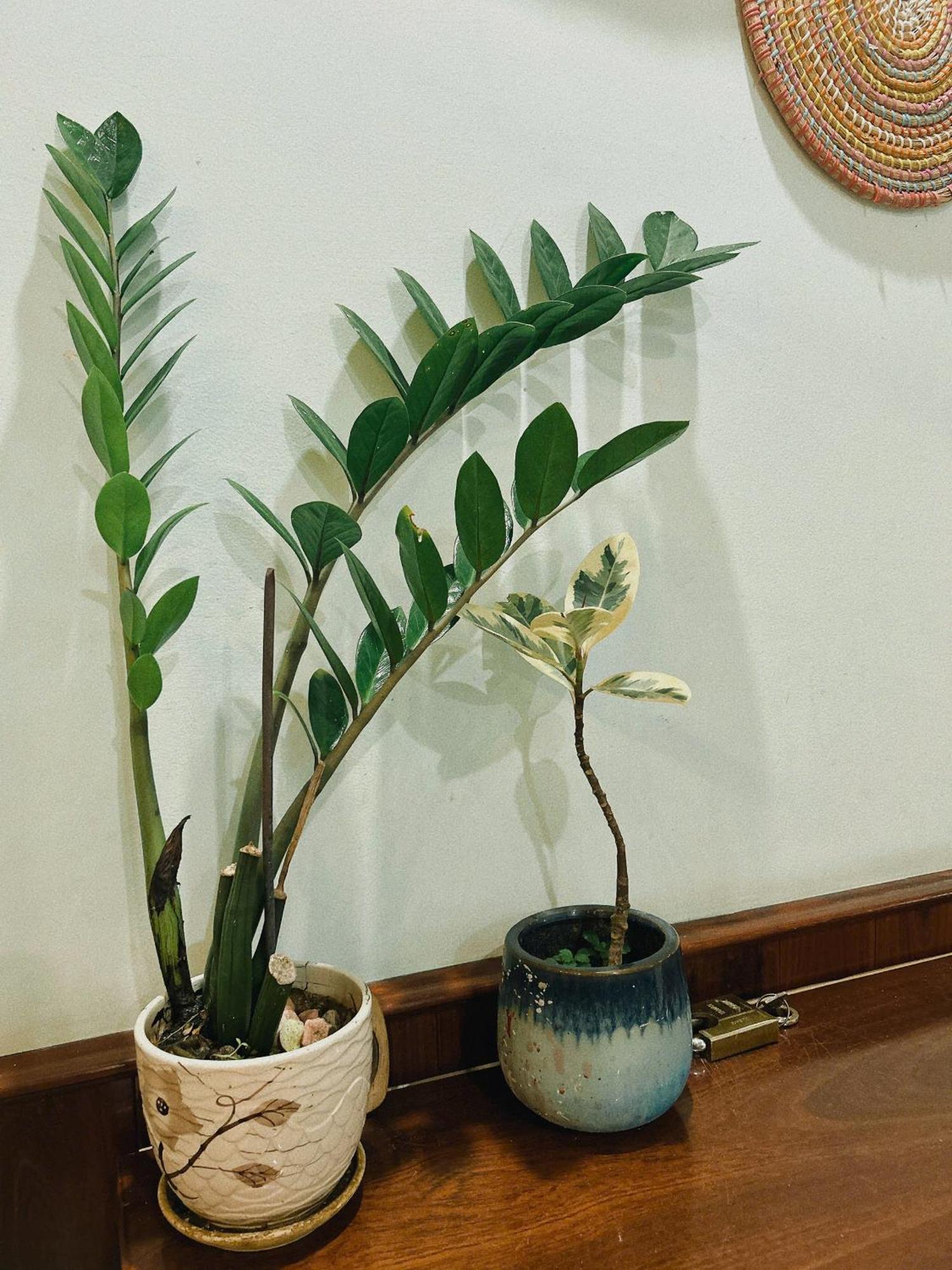 Nang Homestay Туїхоа Екстер'єр фото